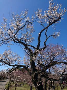 梅の木 α.jpg